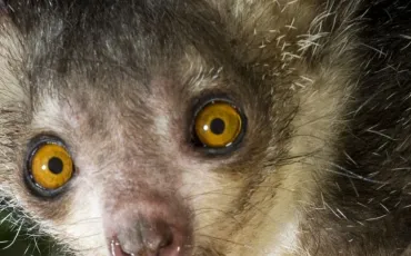 Quiz Animaux bizarres