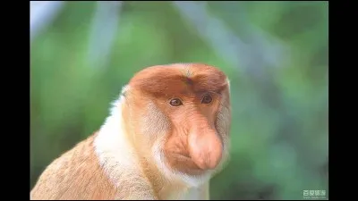 À quoi sert le long nez du nasique ?