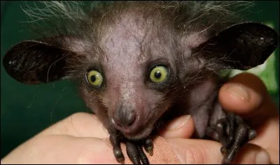 Quel est le nom de ce petit animal ?