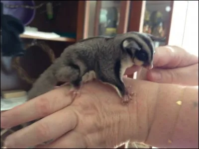 Certains écureuils peuvent-ils voler ?