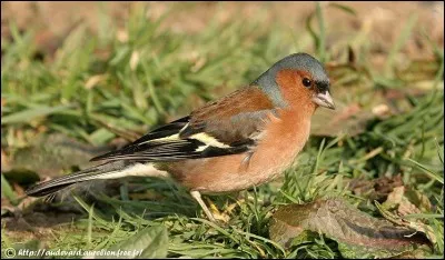 Quel est cet oiseau ?