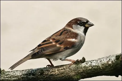Quel est cet oiseau ?
