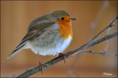 Quel est cet oiseau ?