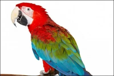 Quel est cet oiseau ?