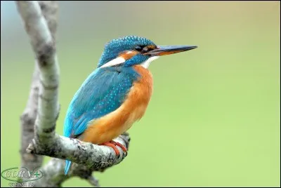 Quel est cet oiseau ?