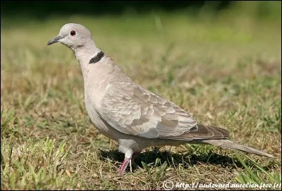Quel est cet oiseau ?