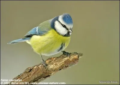 Quel est cet oiseau ?