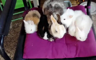 Quiz Lapins