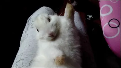 Combien de personnes aiment les lapins dans le monde ?