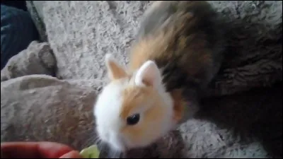 Quel est le régime alimentaire du lapin ?