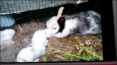Comment vit le lapin ?