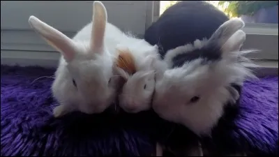 Le lapin est-il le cousin du cochon d'Inde ?