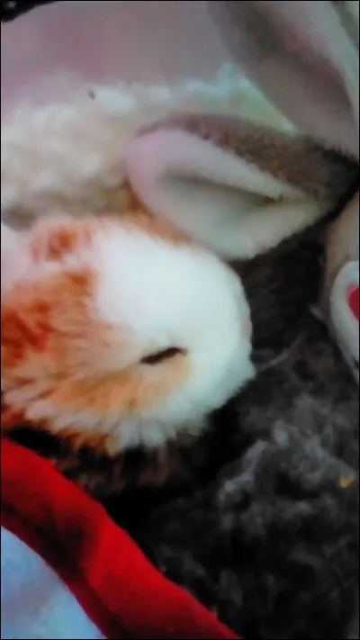 Combien de temps dure la gestation de la lapine ?