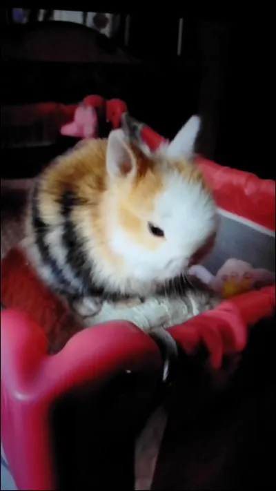 Par portée, combien de petits peut avoir la lapine ?