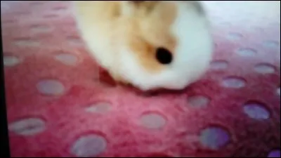 Comment s'appelle un jeune lapin ?