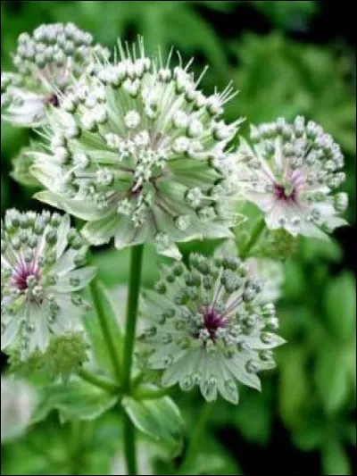 Quel est le nom de cette fleur ?