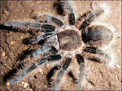 Que provoque le venin de la mygale ?