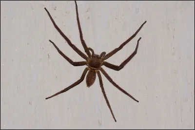 Quel est le nom de cette araignée ?