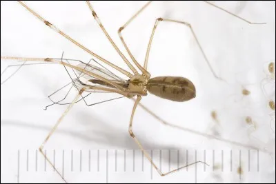 Cette araignée de maison, la Pholcus phalangioides, est-elle venimeuse ?