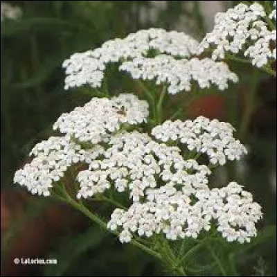 La millefeuille est l'autre nom d'une plante qui le doit à un héros grec. Comment la nomme-t-on ?