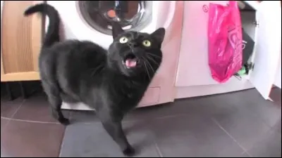 Comment s'appelait le chat de Norman ?