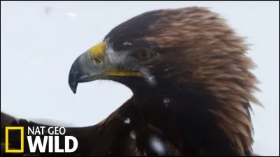 Quel est cet oiseau ?