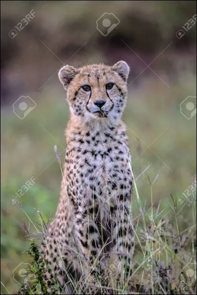 Quel est cet animal sauvage ?