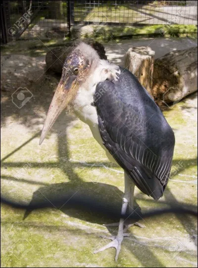 Quel est cet animal ?