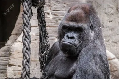 Qu'a failli perdre la maman de Miguel ?