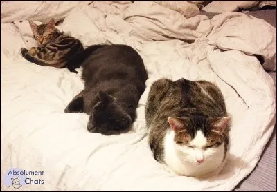 Quel est le nom de la sur de Cur de Feu ?