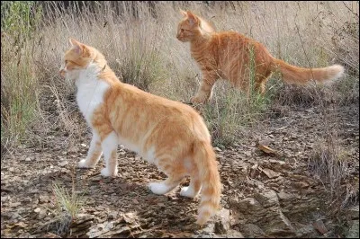 Où la première évaluation de chasse des deux novices a-t-elle lieu ?