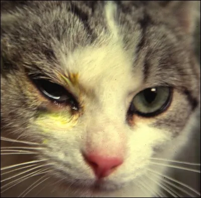 Qui est le premier chat à attraper le rhume de Plume Grise ?