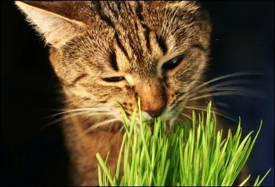 Où Cur de Feu va-t-il chercher l'herbe à chat ?