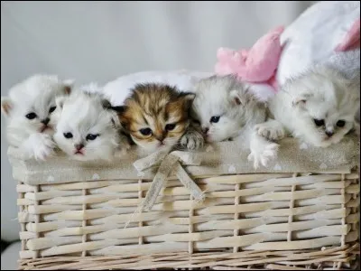 Combien de petits Princesse a-t-elle eus ?