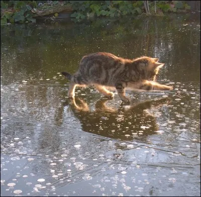 Combien de chats sont censés attaquer le Clan de la Rivière par le torrent gelé ?