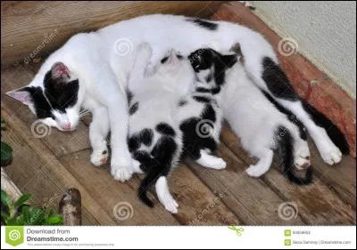 Qui s'occupe de lui ?