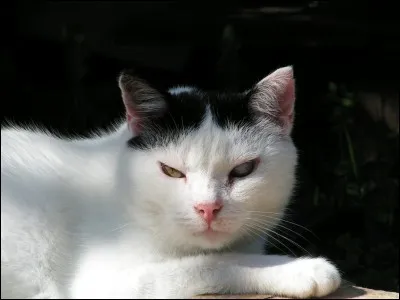 Lorsqu'Étoile Brisée attaque le camp combien reste-t-il de guerrier au camp ?