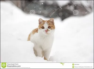 Combien de chats accompagnent le neveu de Cur de Feu dans la petite expédition de chasse qu'il a lui même organisée ?