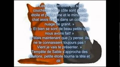 Quel est le (la) premier(e) chat(te) que voient les nouveaux guerriers à l'aube de leur veillée ?