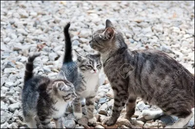 Quelques jours après le baptême de guerrier de Plume Grise et de Cur de Feu une cérémonie de baptême est organisée qui est le mentor de l'apprenti ?