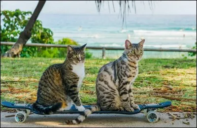 Alors qu'ils traversent le plateau qu'arrive-t-il aux chats qui sont envoyés chercher le Clan du Vent ?