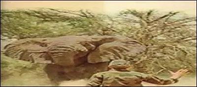 Il est y question de défense de la nature. L'ouvrage, "Les Racines du ciel", prix Goncourt obtenu en 1956, est d'Émile Achar.