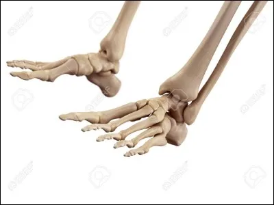 Combien d'os contient le pied ?