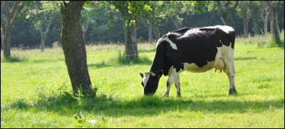 Combien de mamelles a une vache ?