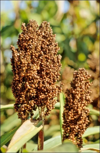 Quelle est cette plante ?