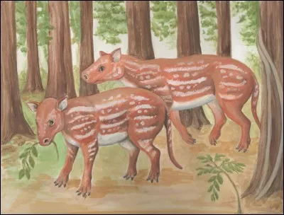 Comment s'appelait l'ancêtre du cheval ?