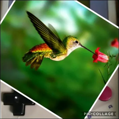 Rareté des années 1980-1990.