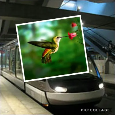 Emmène-moi où je veux, mais déplace-toi dans le coeur de la ville.