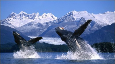 Que désigne une gueule de baleine en passant de la mer à la montagne ?