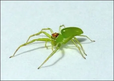 J'en n'ai pas au plafond ! Que désigne le mot ''araignée'' ?